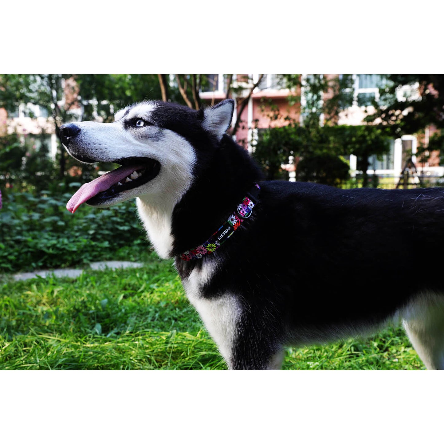 KISSBAK Dog Collar for Small-Medium-Large Dogs - Special Design Cute Girl Dog Pet Collar Soft Adjustable Fancy Floral Girl Puppy Dog Collars Sunflower