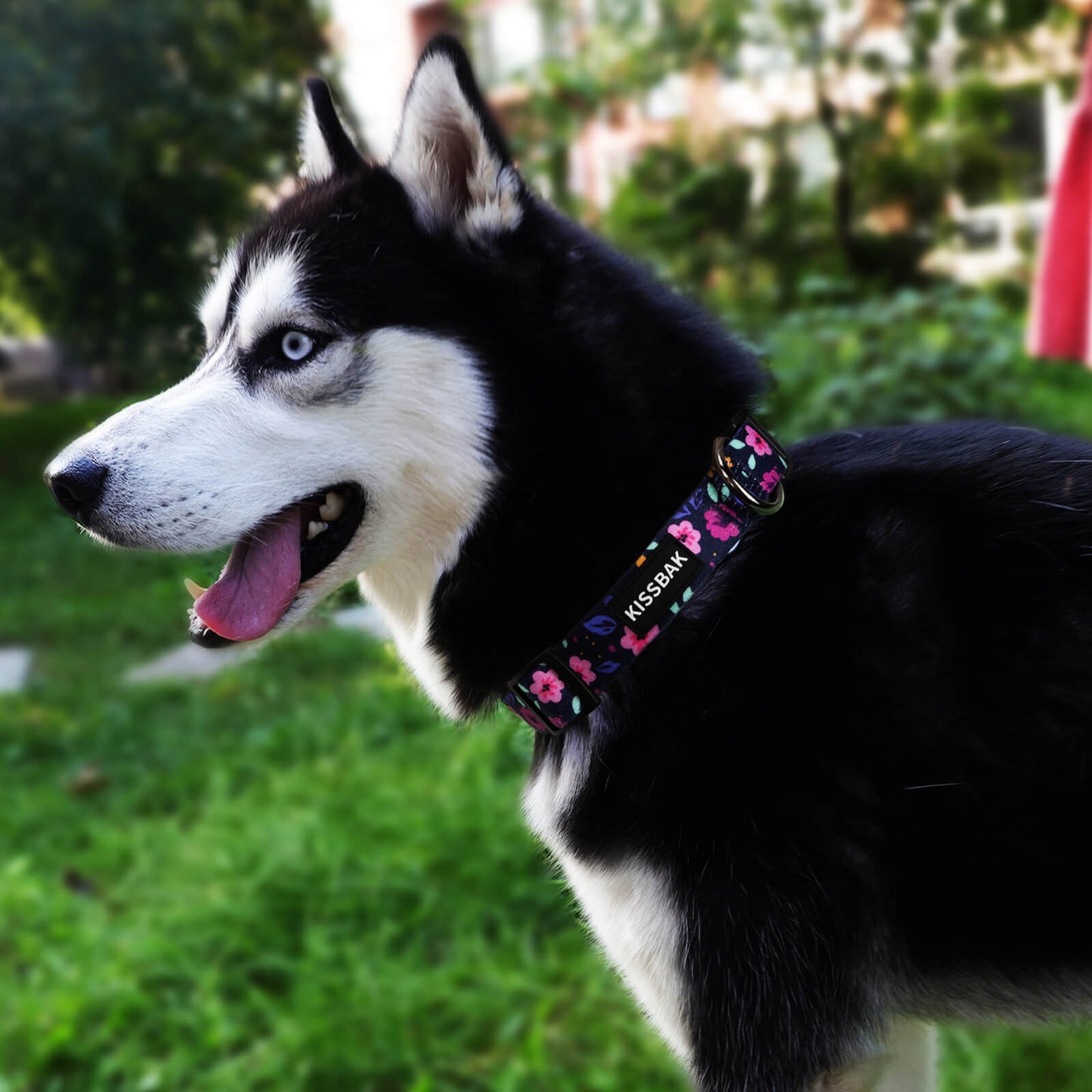 KISSBAK Dog Collar for Small-Medium-Large Dogs - Special Design Cute Girl Dog Pet Collar Soft Adjustable Fancy Floral Girl Puppy Dog Collars Floral