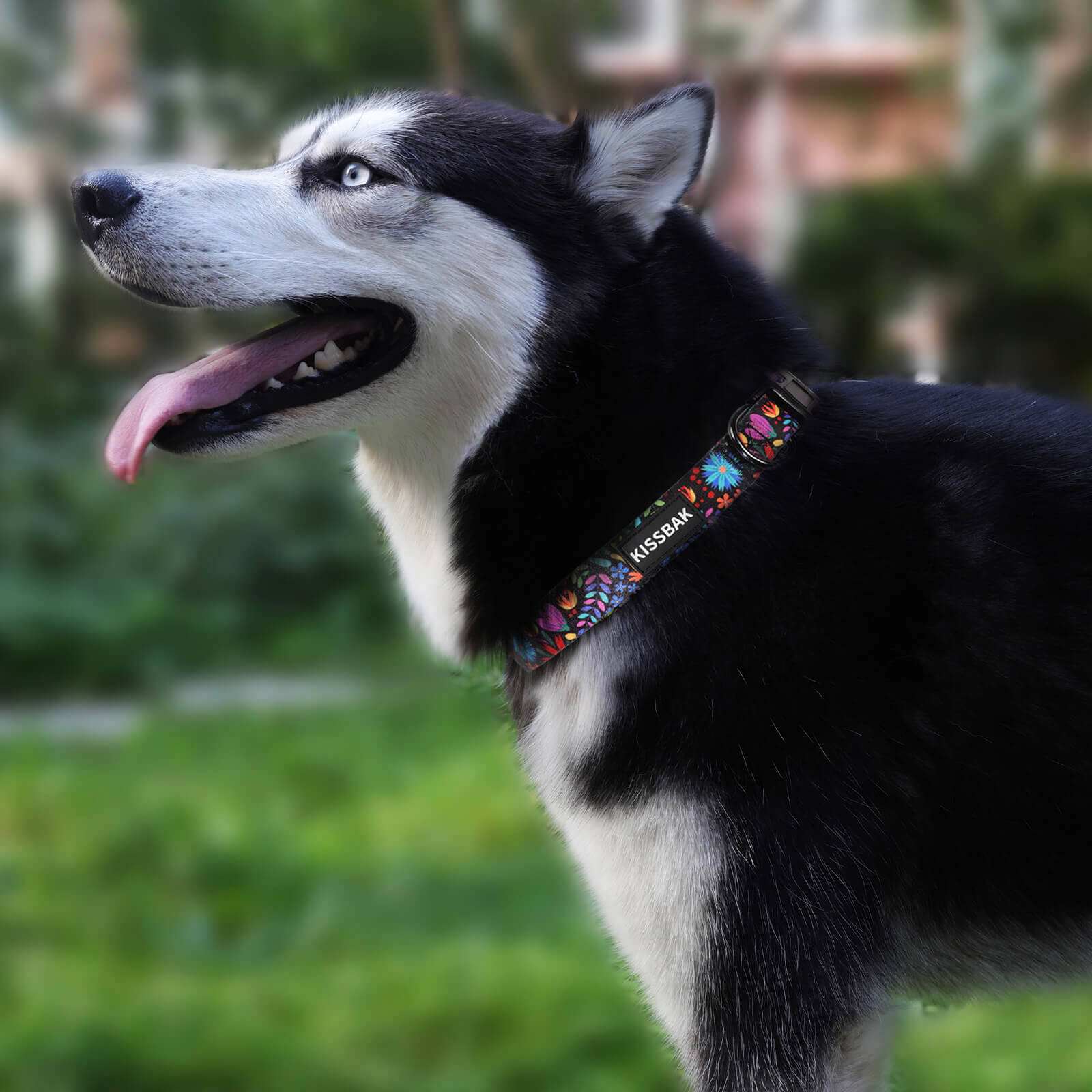 Cute deals husky collars