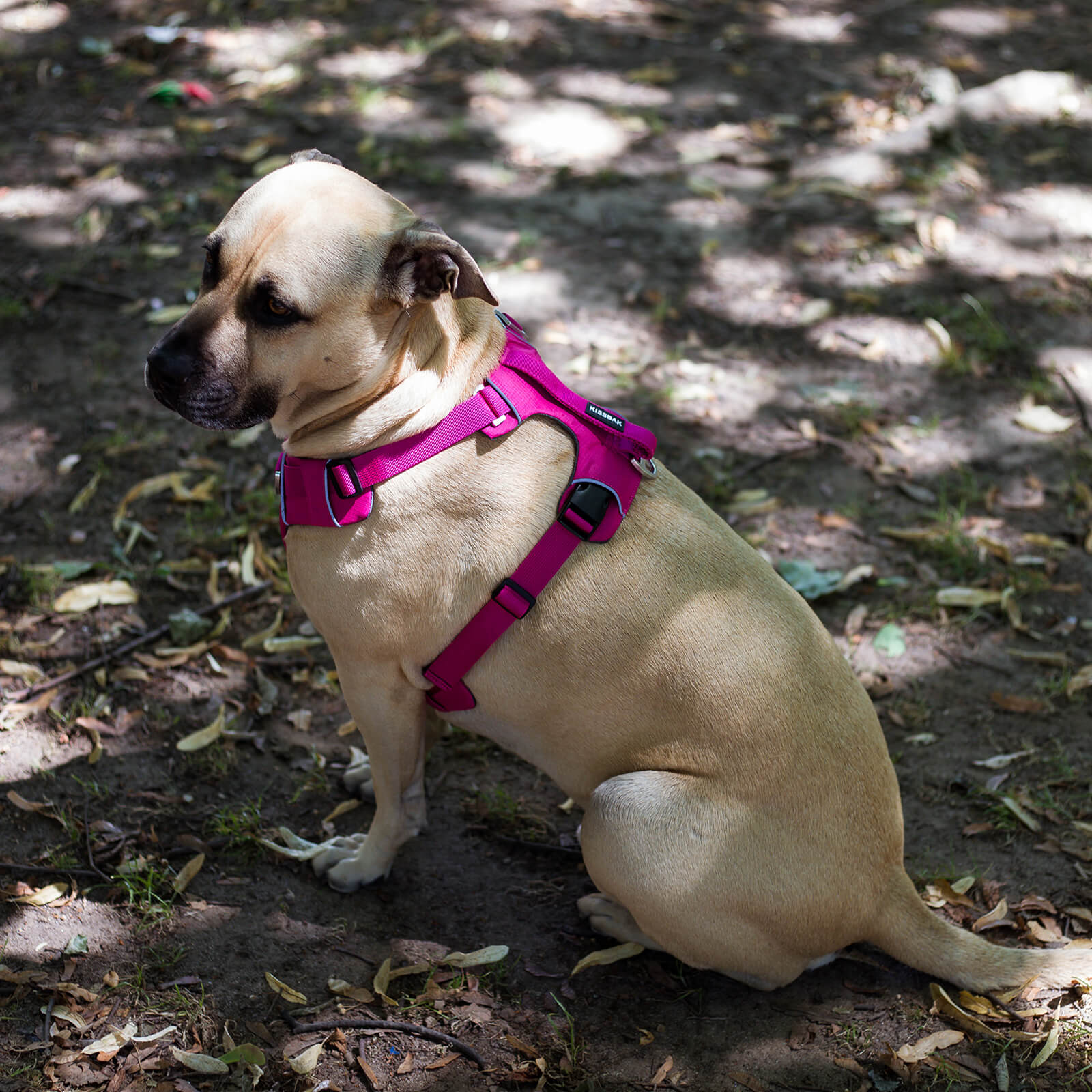 KISSBAK Dog Collar for Small-Medium-Large Dogs - Special Design Cute G